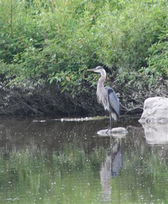  Great Blue Heron 