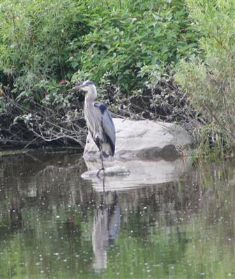  Great Blue Heron 