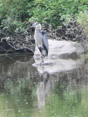  Great Blue Heron 