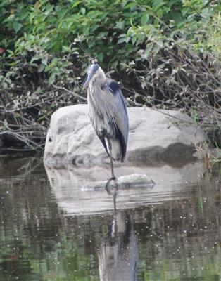  Great Blue Heron 