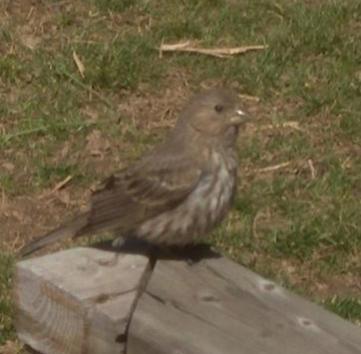  House Finch 