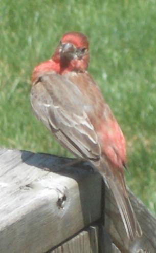  House Finch 