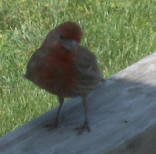  House Finch 