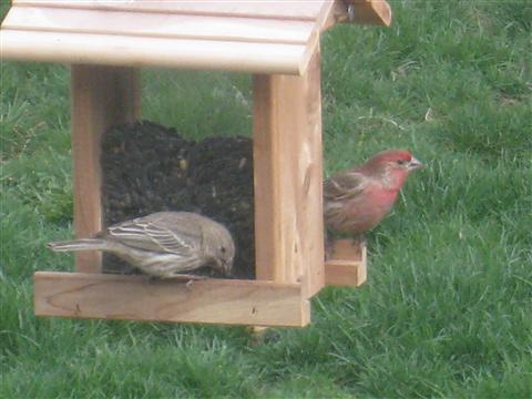  House Finches 