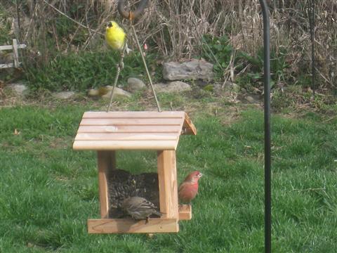  GOLD FINCH plus 