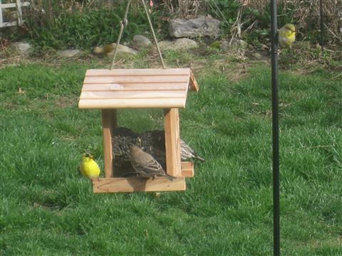  GOLD FINCH plus 