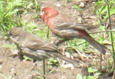  House Finch 