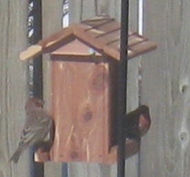  House Finch 