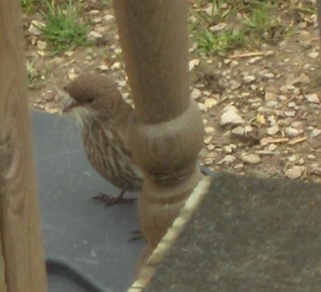  House Finch 