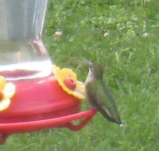  Ruby-Throated Hummingbird 