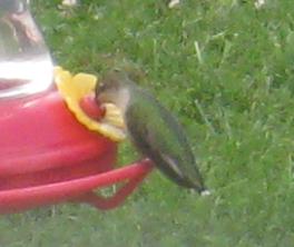  Ruby-Throated Hummingbird 