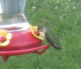  Ruby-Throated Hummingbird 