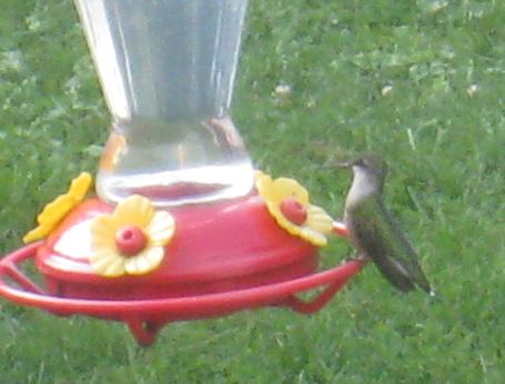  Ruby-Throated Hummingbird 