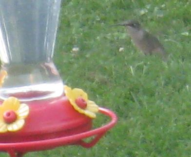  Ruby-Throated Hummingbird 