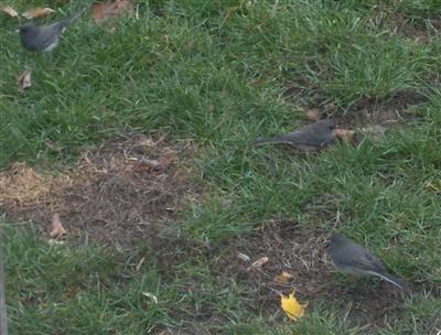  SLATE-COLOURED JUNCO 