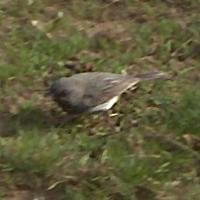  SLATE-COLOURED JUNCO 