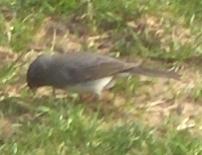  SLATE-COLOURED JUNCO 