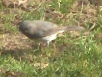  SLATE-COLOURED JUNCO 