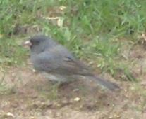  SLATE-COLOURED JUNCO 