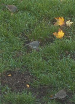  SLATE-COLOURED JUNCO 