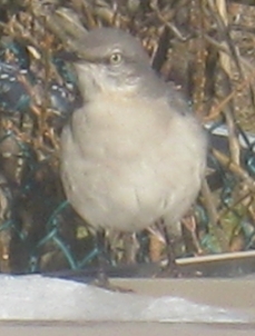  mockingbird 