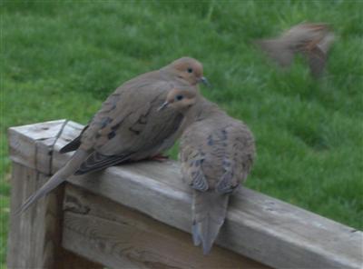  Mourning Doves and Sparrow 
