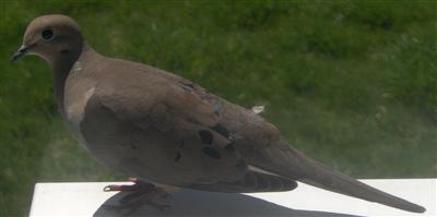  Mourning Doves and Sparrow 