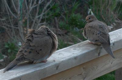  Mourning Dove 