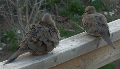  Mourning Doves