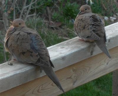  Mourning Dove 