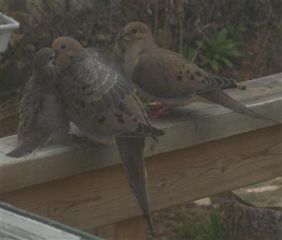  Mourning Dove 