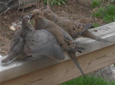  Mourning Dove 