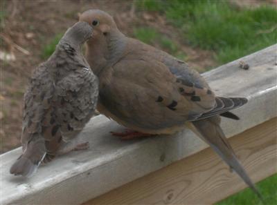  Mourning Dove 