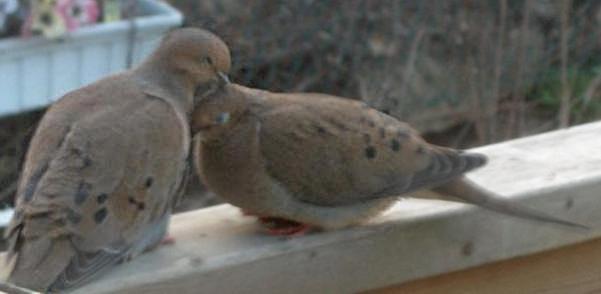  Mourning Dove 