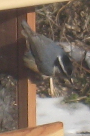  Red-Breasted Nuthatch 