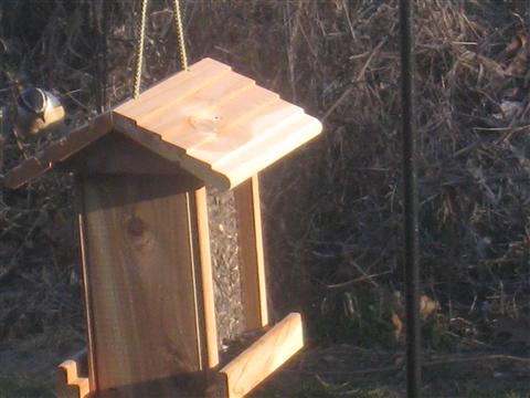  Red-Breasted Nuthatch 