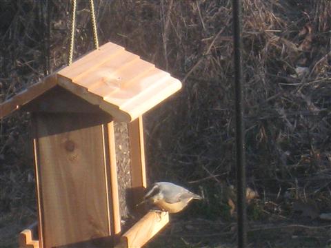  Red-Breasted Nuthatch 