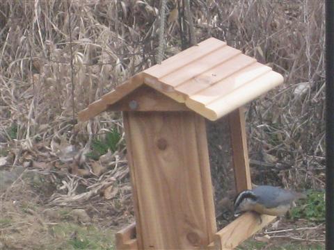  Red-Breasted Nuthatch 