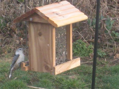  White-Breasted Nuthatch 