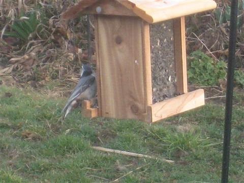  White-Breasted Nuthatch 