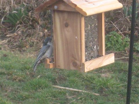  White-Breasted Nuthatch 