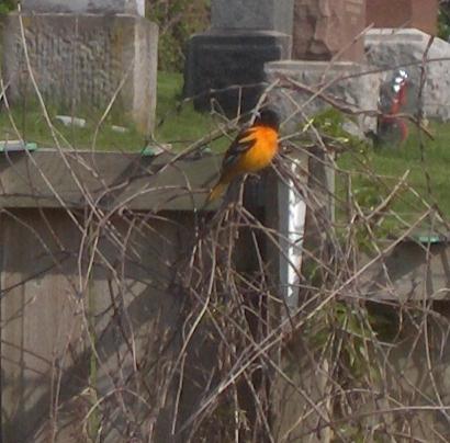  Baltimore ORIOLE 