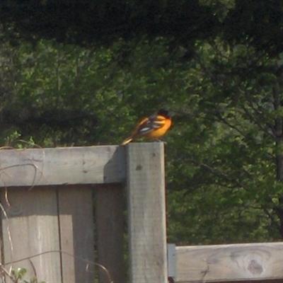  Baltimore ORIOLE 