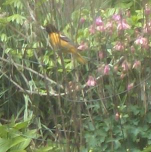  Baltimore ORIOLE 