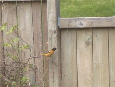  Baltimore ORIOLE 