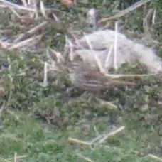  Purple Finch 