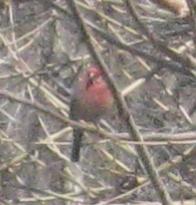  Purple Finch 