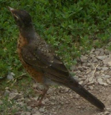  American ROBIN 