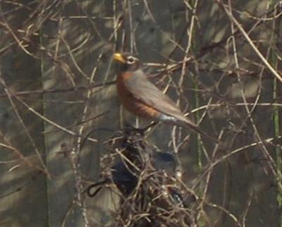  American ROBIN 