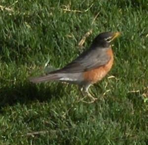  American ROBIN 